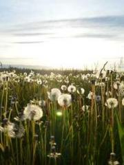 lt;lt;lt;Reborn Soar