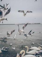 Mr. Gu, your wife is