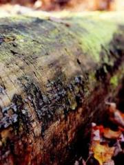 Spring fills Beijing