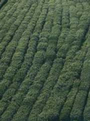 lt;lt;Know Green, Do